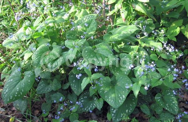 Blue blooms; Deciduous