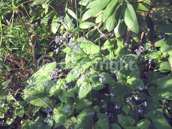 Blue blooms; Deciduous
