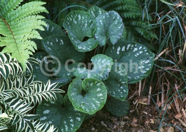 Blue blooms; Deciduous
