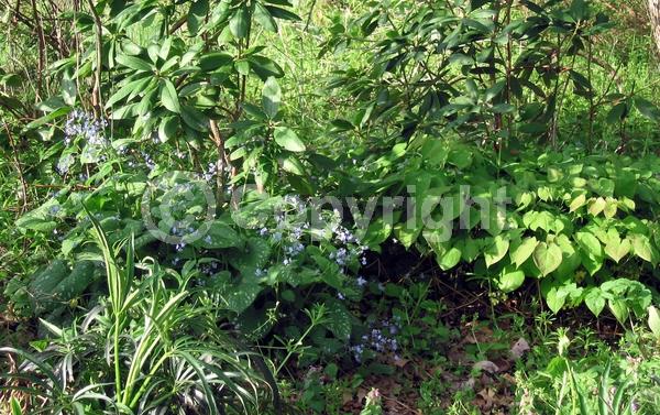 Blue blooms; Deciduous