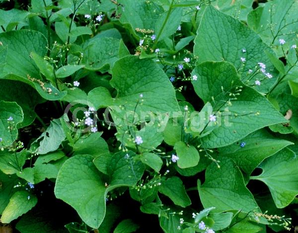 Blue blooms; Deciduous