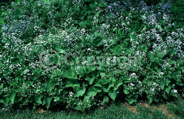 Blue blooms; Deciduous