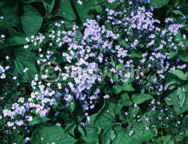 Blue blooms; Deciduous