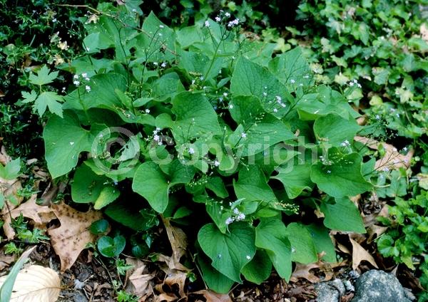 Blue blooms; Deciduous