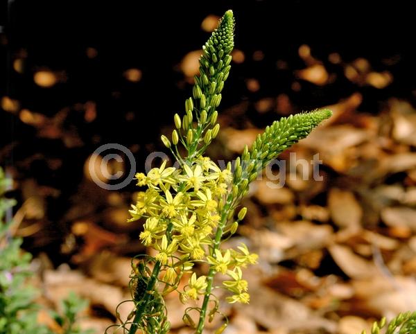 Yellow blooms; Deciduous; Broadleaf