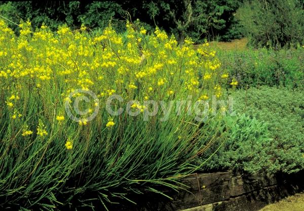 Yellow blooms; Deciduous; Broadleaf