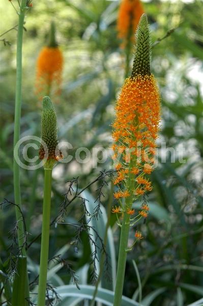 Orange blooms; Deciduous
