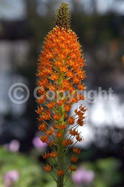 Orange blooms; Deciduous