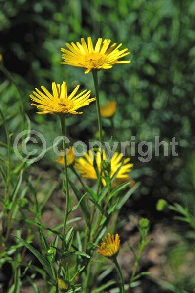 Yellow blooms; North American Native