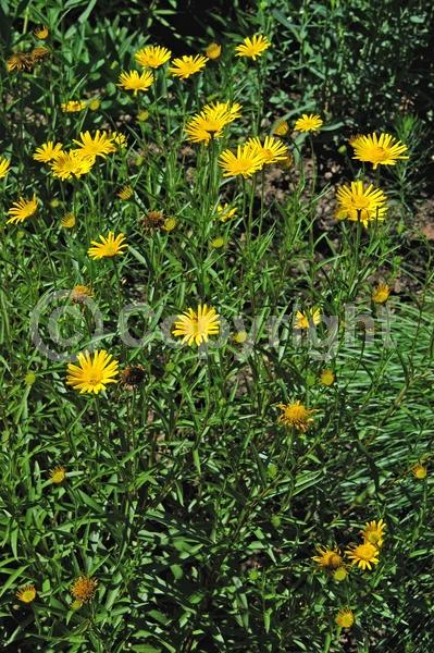 Yellow blooms; North American Native