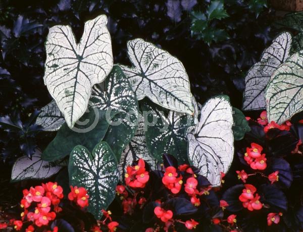 Deciduous; Broadleaf