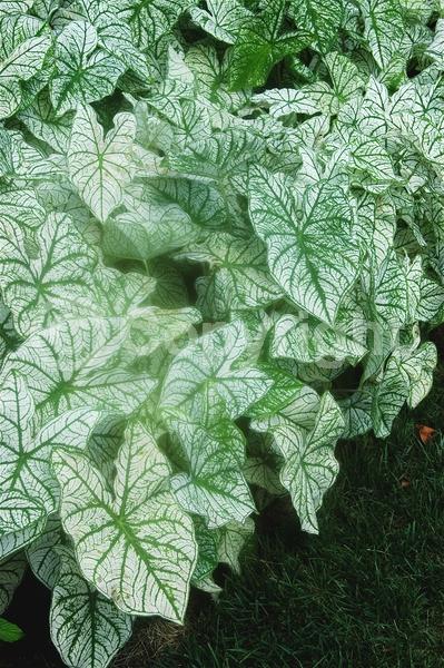 Deciduous; Broadleaf