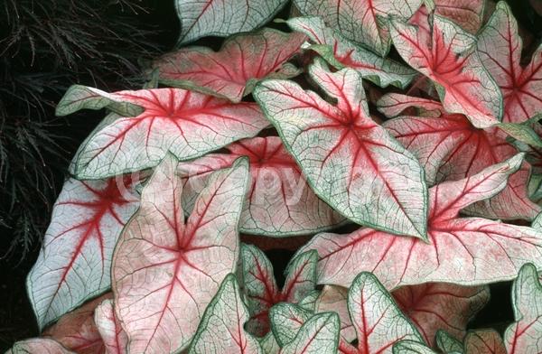 Deciduous; Broadleaf