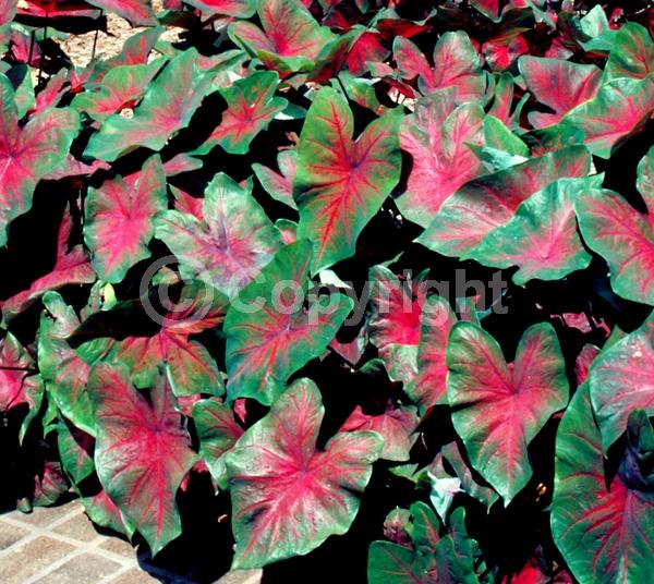 White blooms; Deciduous; Broadleaf