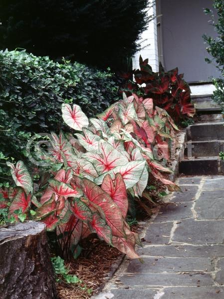 White blooms; Deciduous; Broadleaf