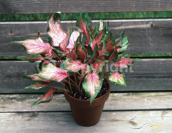 White blooms; Deciduous; Broadleaf