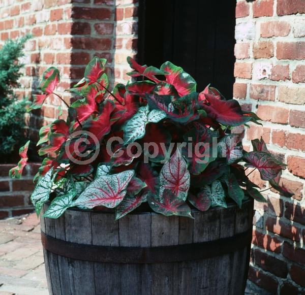 White blooms; Deciduous; Broadleaf