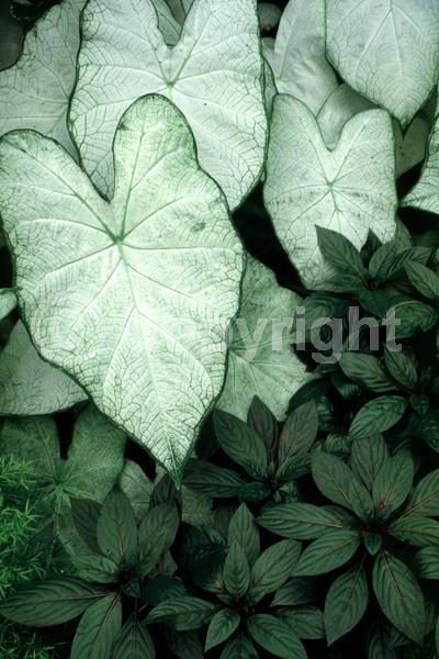 White blooms; Deciduous; Broadleaf
