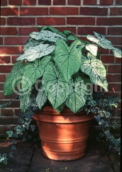 White blooms; Deciduous; Broadleaf