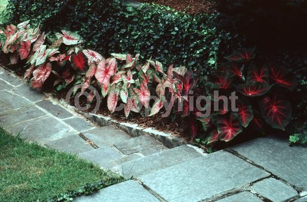 White blooms; Deciduous; Broadleaf