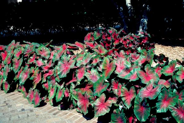 White blooms; Deciduous; Broadleaf