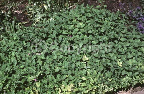 Blue blooms; Pink blooms