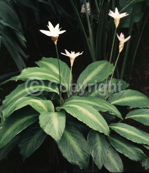 White blooms; North American Native