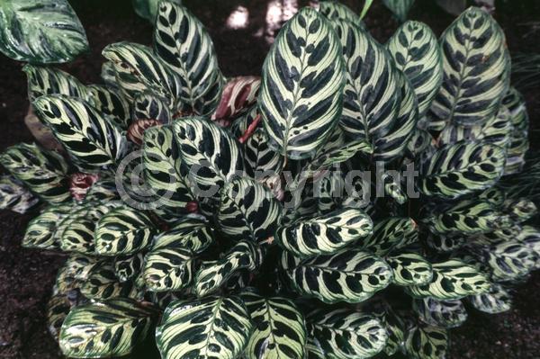 White blooms; Evergreen