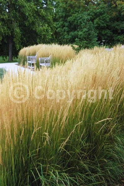 Yellow blooms; Purple blooms; Deciduous; Broadleaf