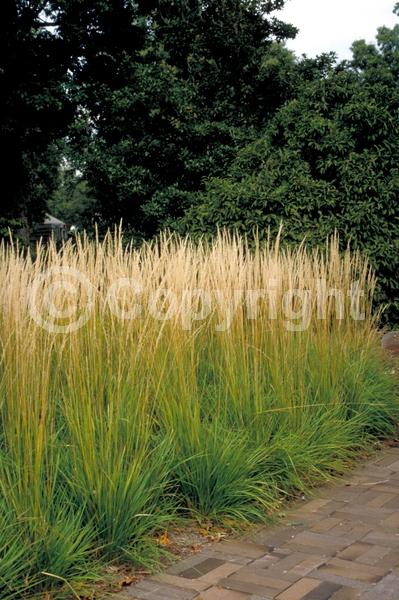 White blooms; Deciduous; Broadleaf