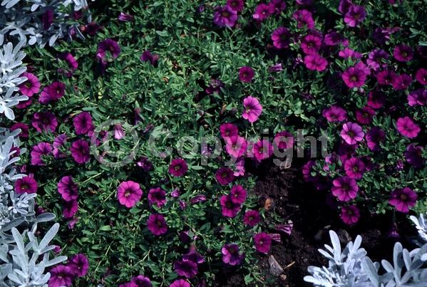 Blue blooms; Purple blooms; Evergreen