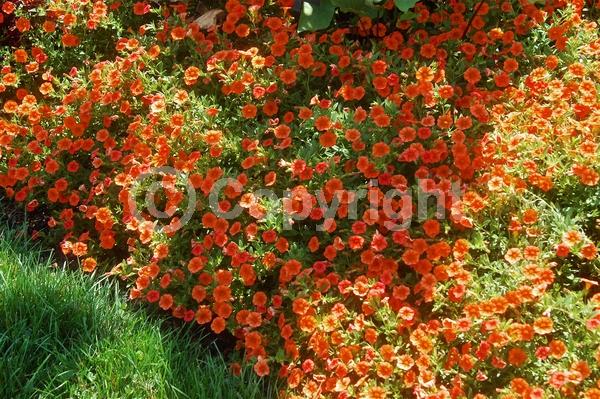 Orange blooms