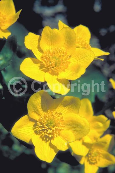 Yellow blooms; Deciduous; North American Native