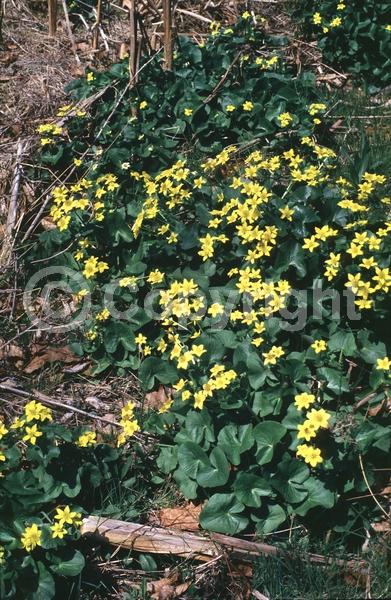 Yellow blooms; Deciduous; North American Native