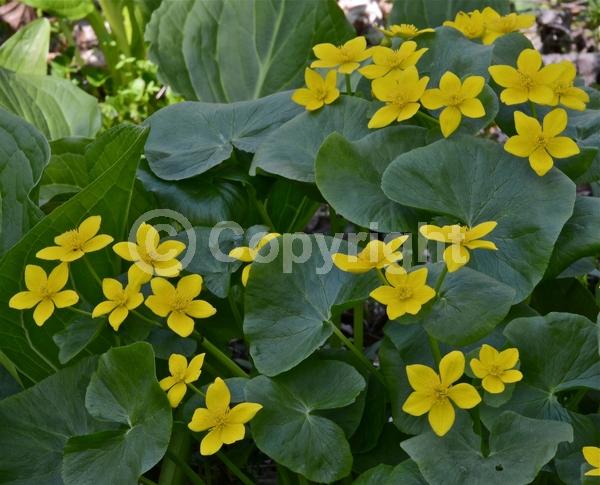 Yellow blooms; Deciduous; North American Native