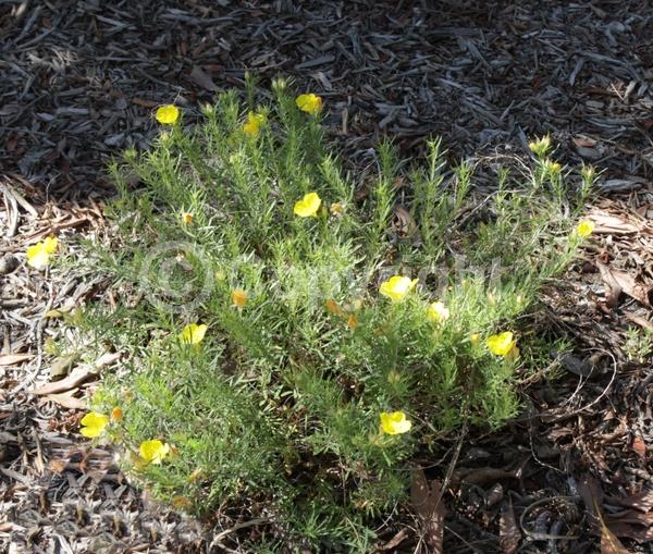 Yellow blooms; Evergreen; North American Native