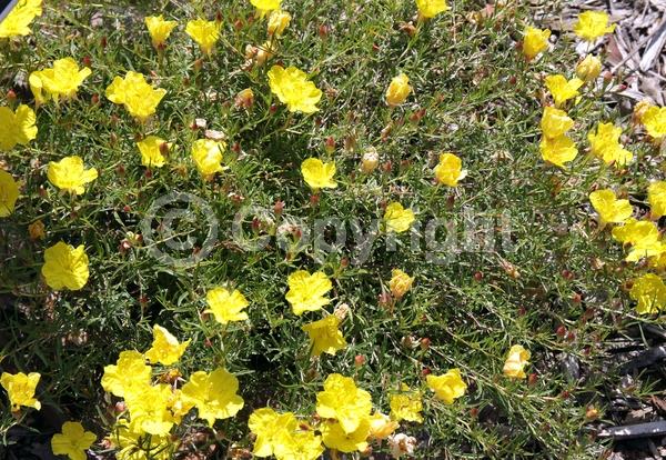 Yellow blooms; Evergreen; North American Native