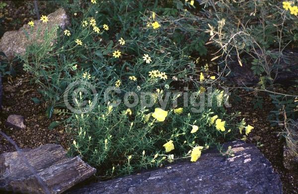 Yellow blooms; North American Native