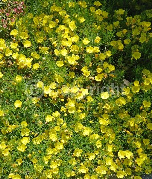 Yellow blooms; North American Native