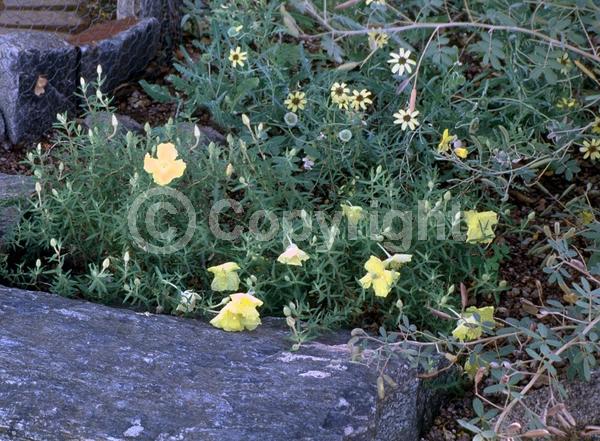 Yellow blooms; North American Native