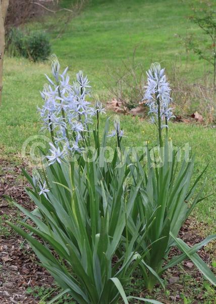 Blue blooms; North American Native