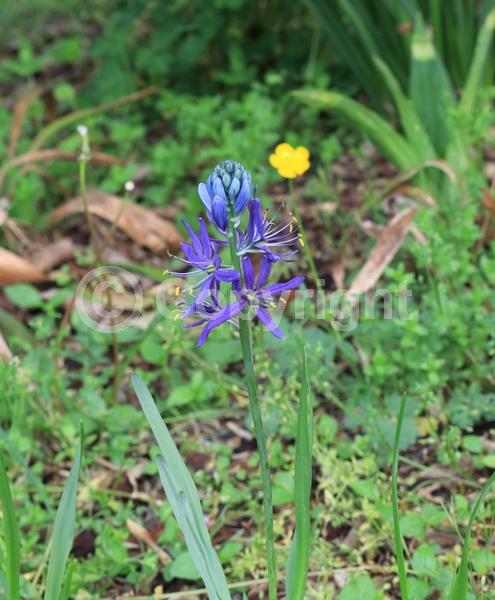 Blue blooms; Lavender blooms; North American Native