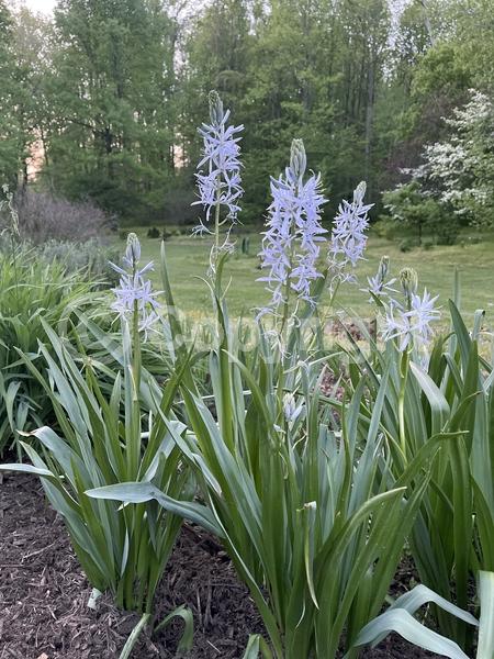 Blue blooms; North American Native