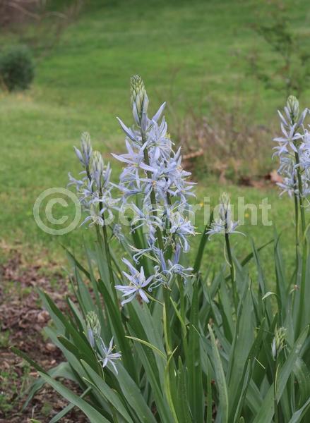 Blue blooms; North American Native