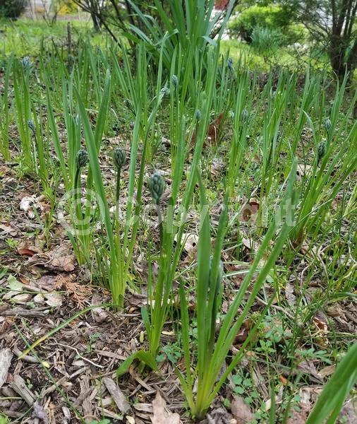 Blue blooms; Lavender blooms; North American Native
