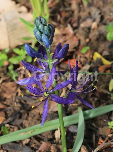 Blue blooms; Lavender blooms; North American Native