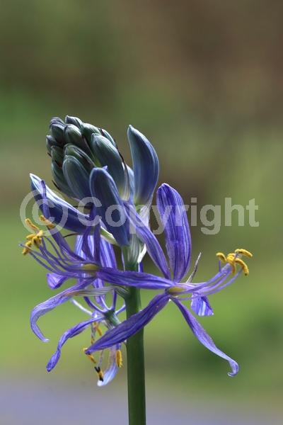 Blue blooms; Lavender blooms; North American Native