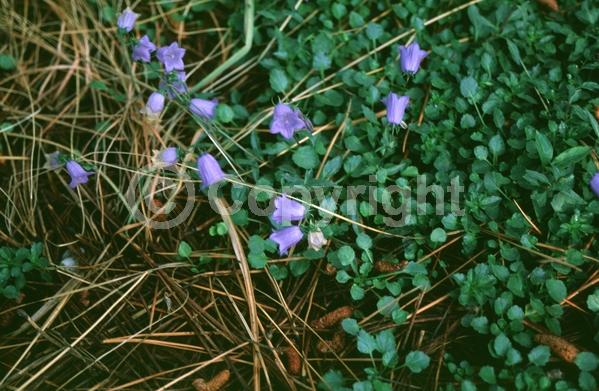 Blue blooms; White blooms