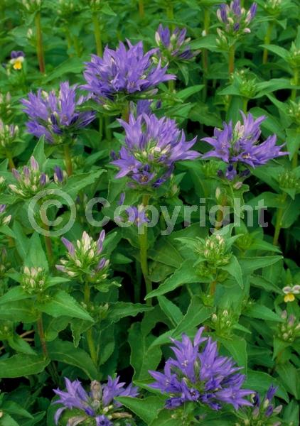 Purple blooms; White blooms; Deciduous; Broadleaf