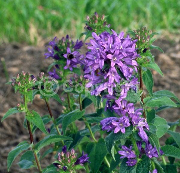 Purple blooms; White blooms; Deciduous; Broadleaf